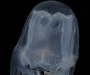 Chiropsalmus quadrumanus (four - handed boxjelly) from Charleston, SC